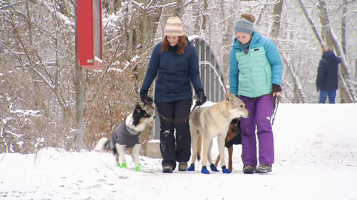 Spaß und Schutz im Schnee Winterkleidung für Hunde