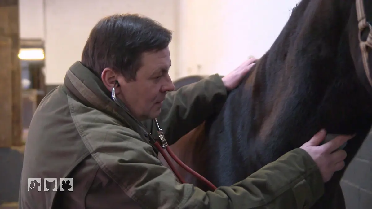 Lucky durchläuft seine letzte Eignungsprüfung Tierärztliche Musterung