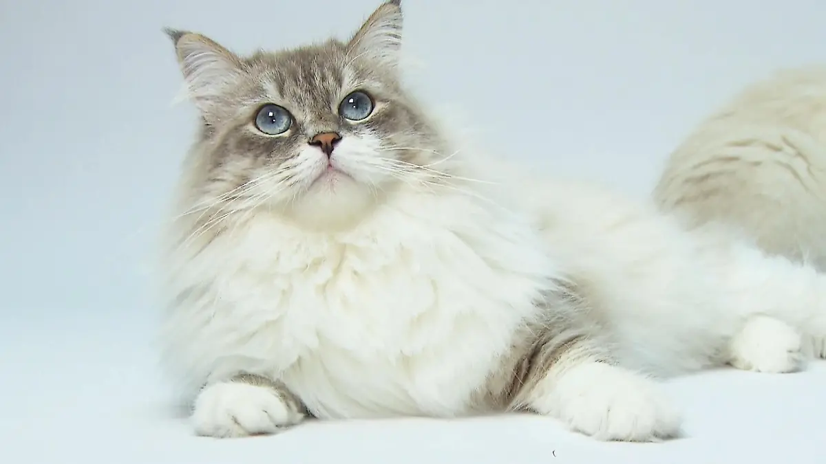 Blauäugige Samtpfoten Neva Masquarade