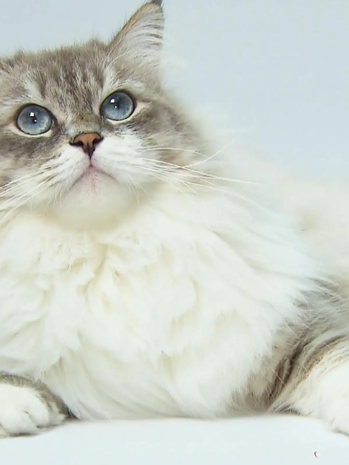 Bild zu: "Blauäugige Samtpfoten"