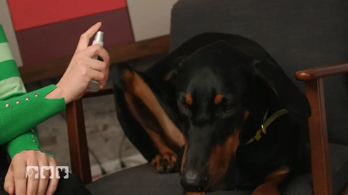 Duftnote bei Hunden Pflege-ABC