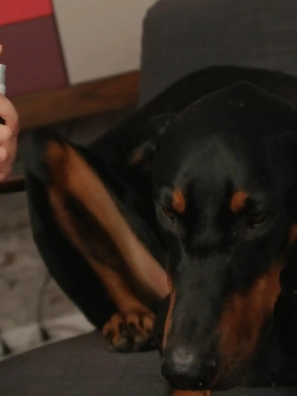 Bild zu: "Duftnote bei Hunden"