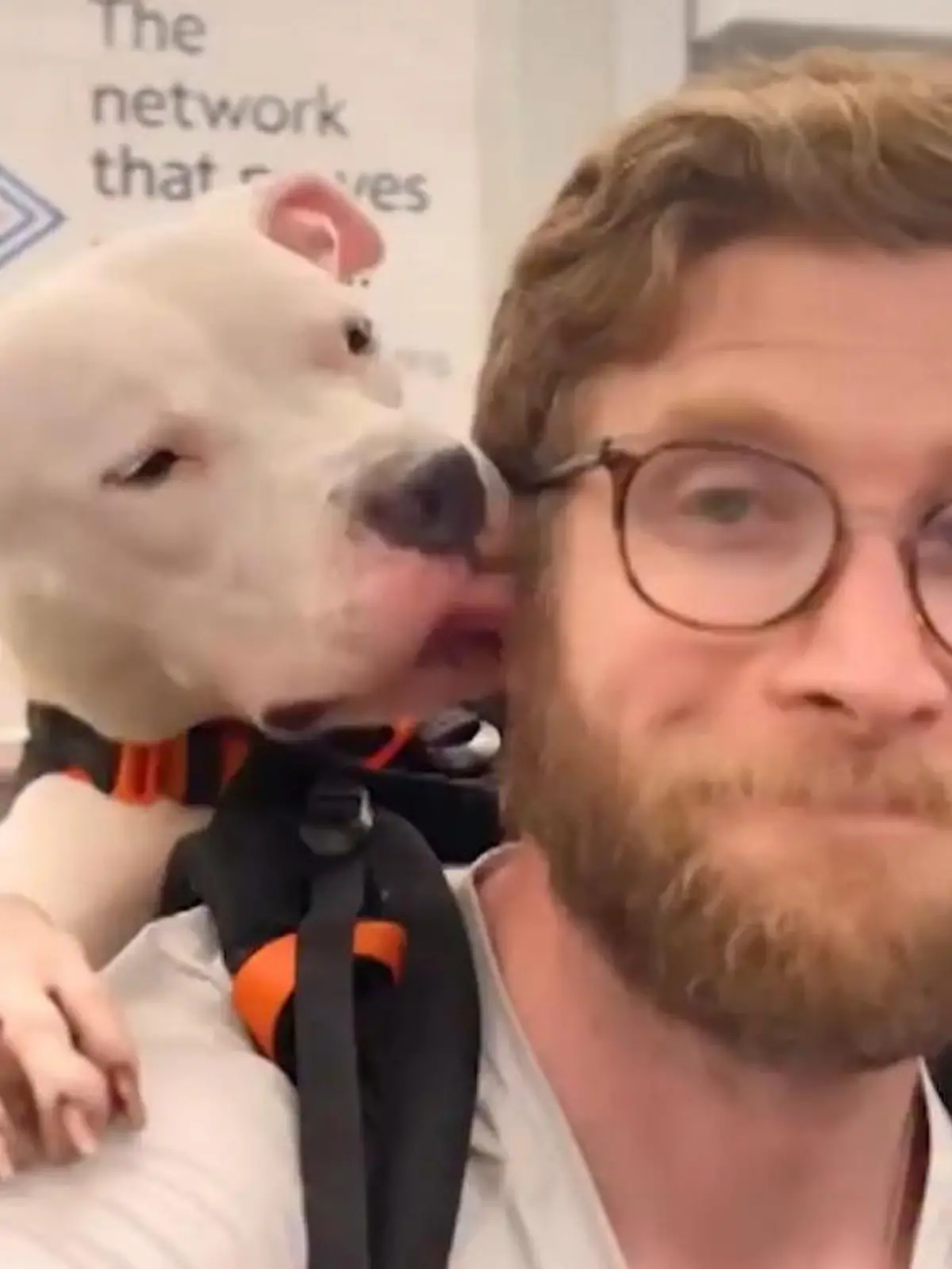 Bild zu: "Influencer vermittelt Tierheim-Hunde – mit diesem Mega-Kniff! "