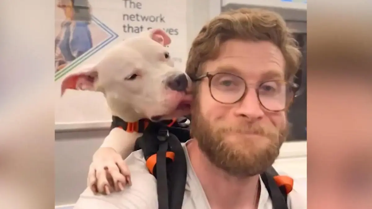 New-York-Bryan-vermittelt-Hunde-aus-dem-Tierheim-mit-diesem-Mega-Kniff