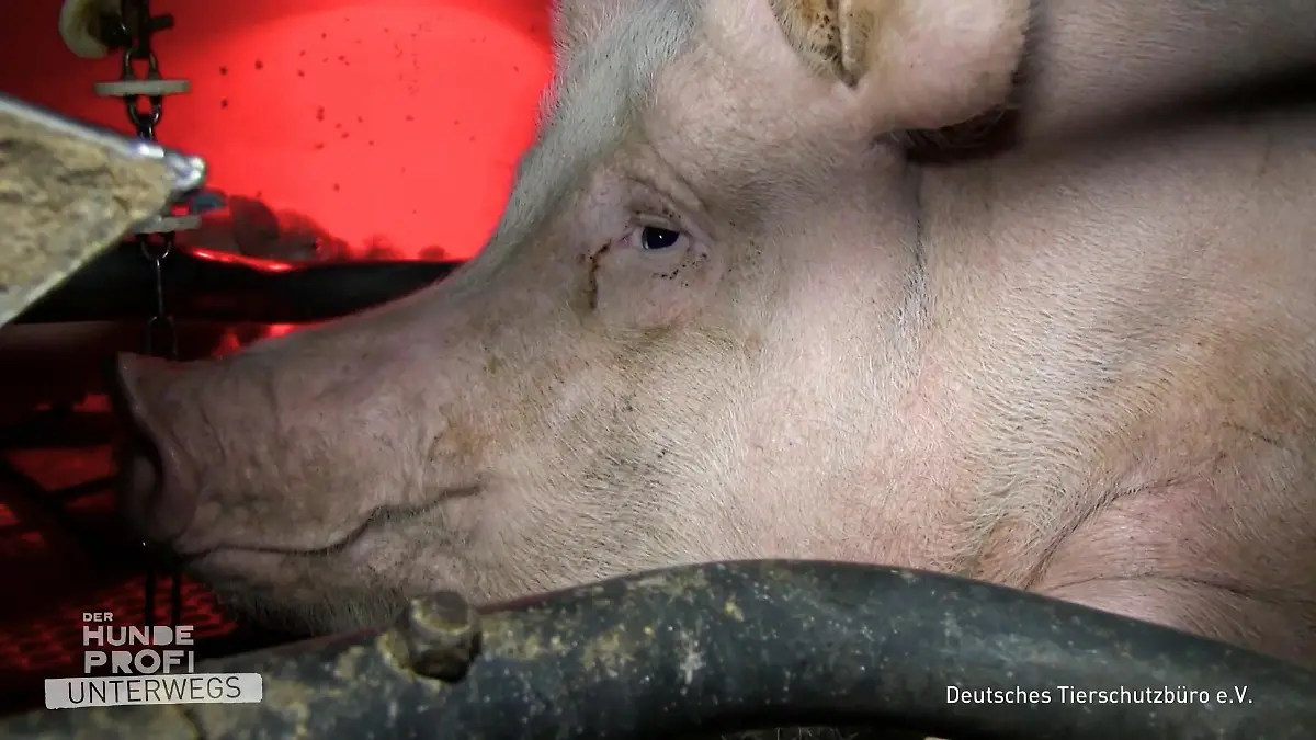 Eine gefährliche Arbeit "10Tausend Ferkel, 600 Sauen auf 6 Etagen"