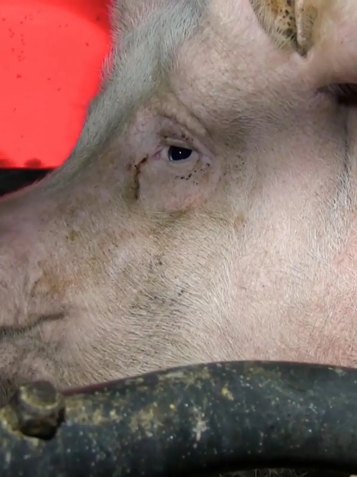 Bild zu: "Eine gefährliche Arbeit"