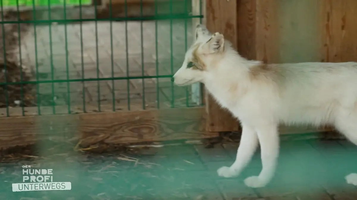 Rütter als Fuchs-Pate "Wie hältst du das aus?"