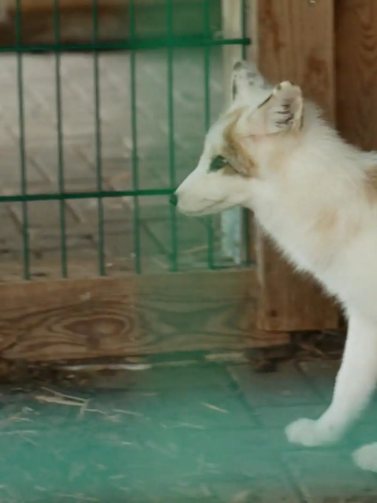 Bild zu: "Rütter als Fuchs-Pate"