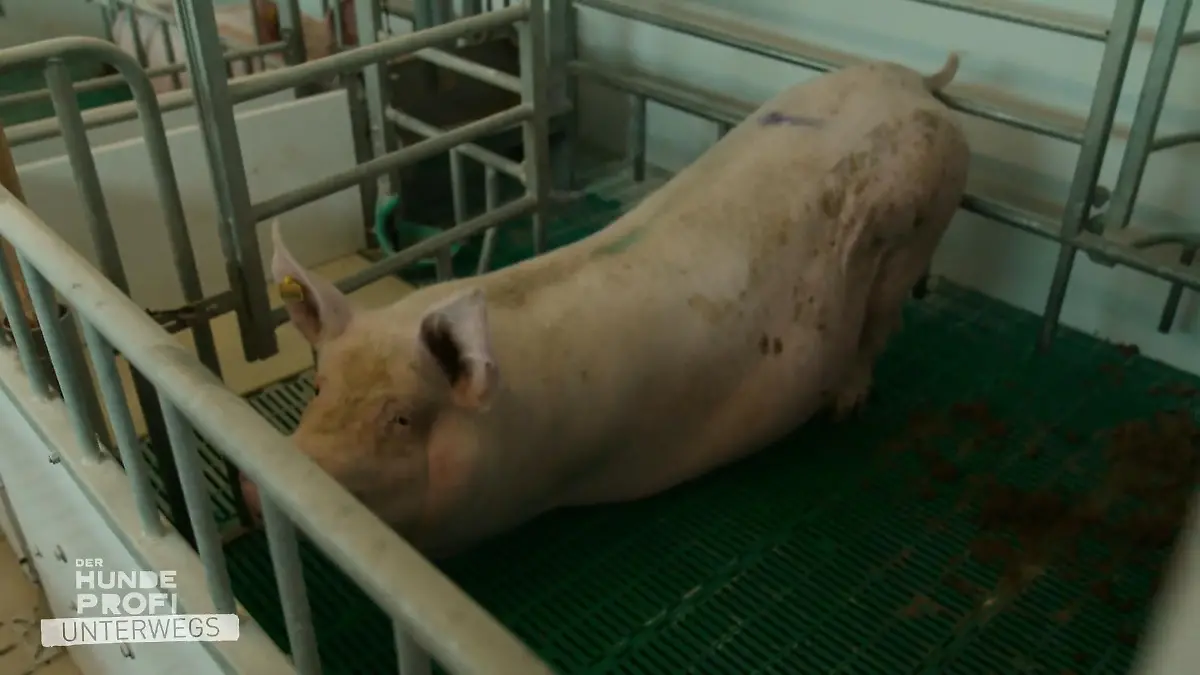 Initiative Tierwohl oder Trug? "Besser als das wirds nicht"