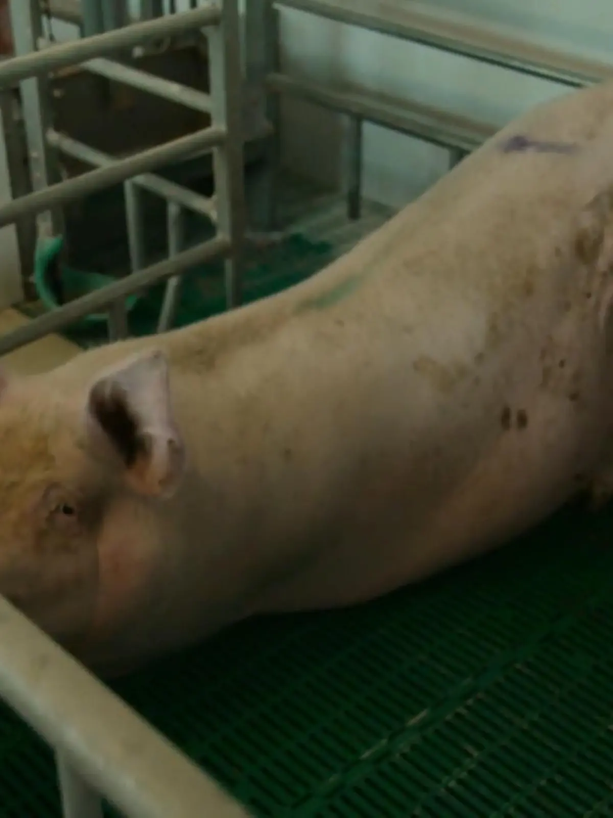 Bild zu: "Initiative Tierwohl oder Trug?"