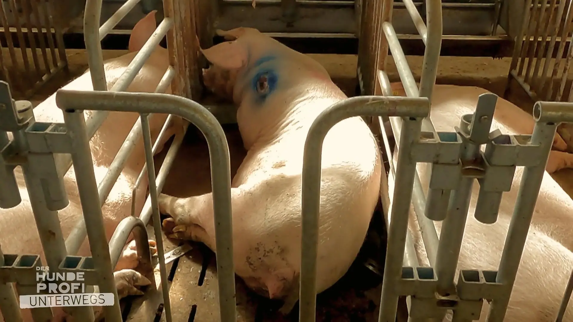Das Beste der konventionellen Schweinehaltung "Wir machen nichts Verbotenes"