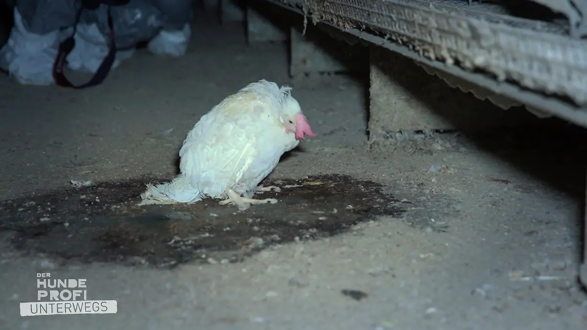 Reihe um Reihe nur leidende Hühner "Das ist beschämend"