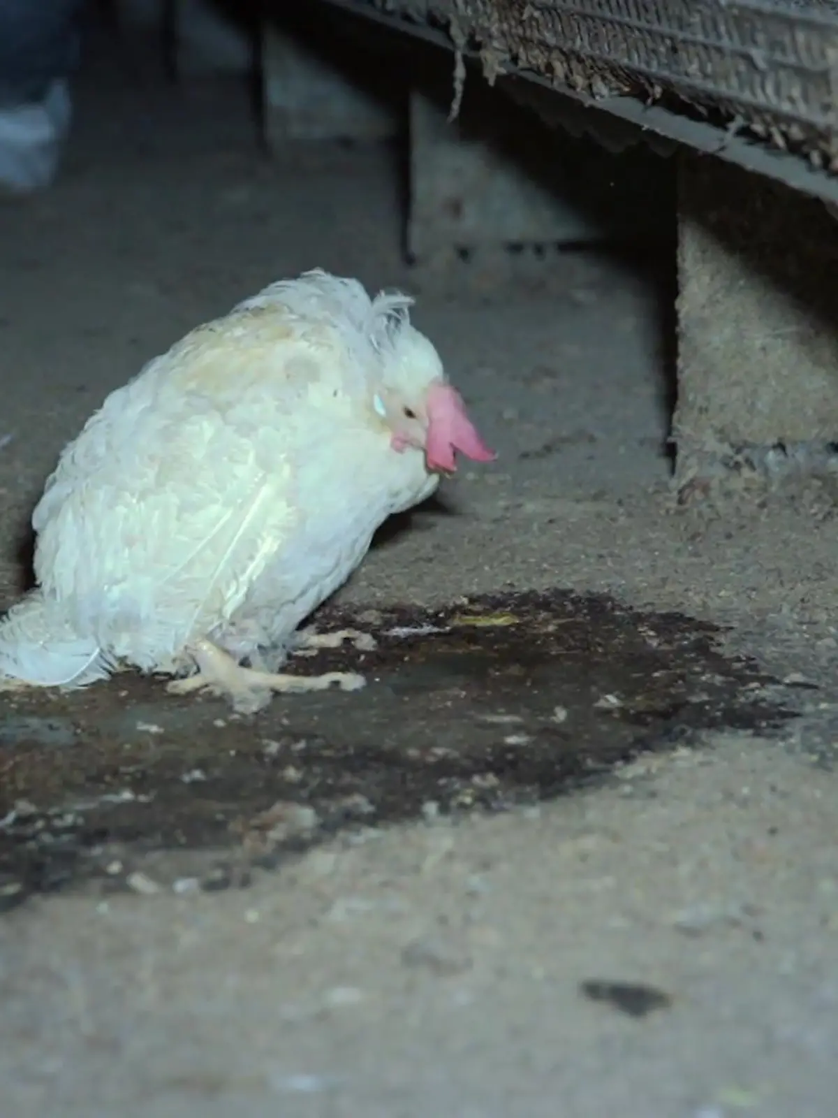 Bild zu: "Reihe um Reihe nur leidende Hühner"