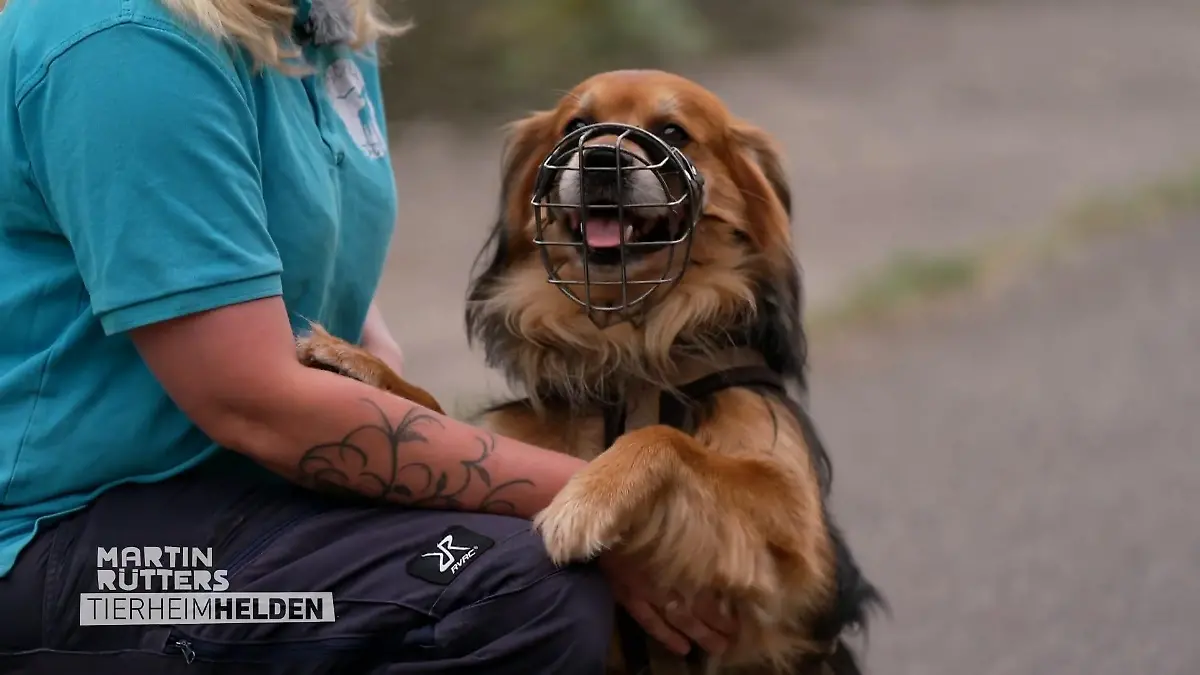 Eine Chance für ungewollte Tierheimhunde "Er darf Hund sein"