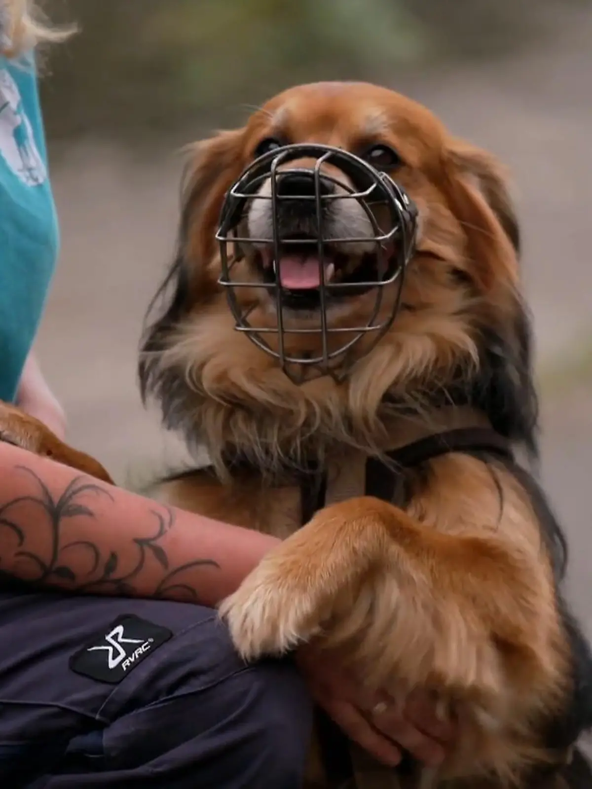 Bild zu: "Eine Chance für ungewollte Tierheimhunde"