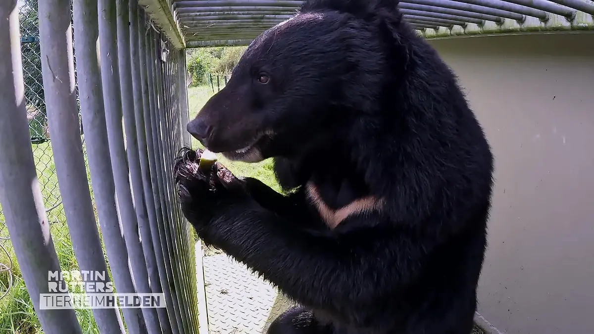 Gequälte Exoten Qualzucht und -haltung