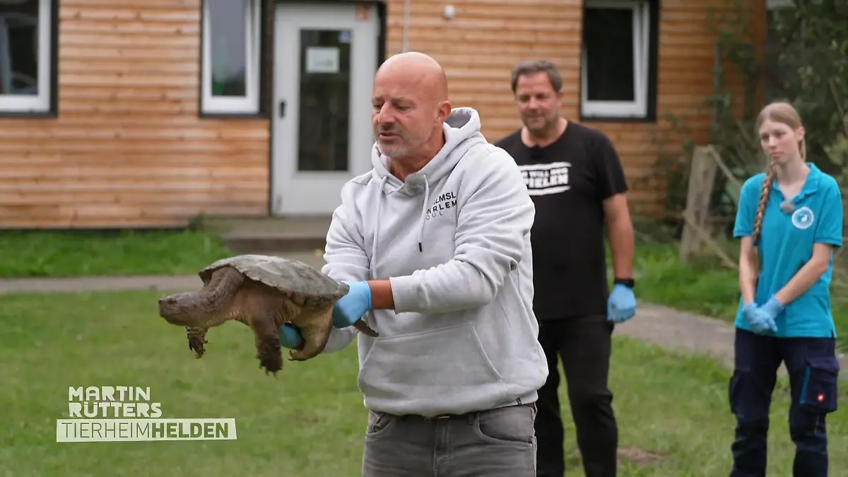 Schnappschildkröte soll zum Überwintern umziehen Gefährliches Unterfangen