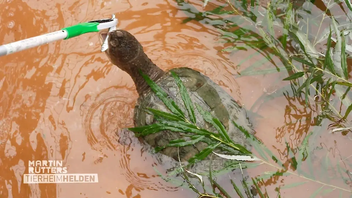 Faszinierendes Reptil Raubtierfütterung