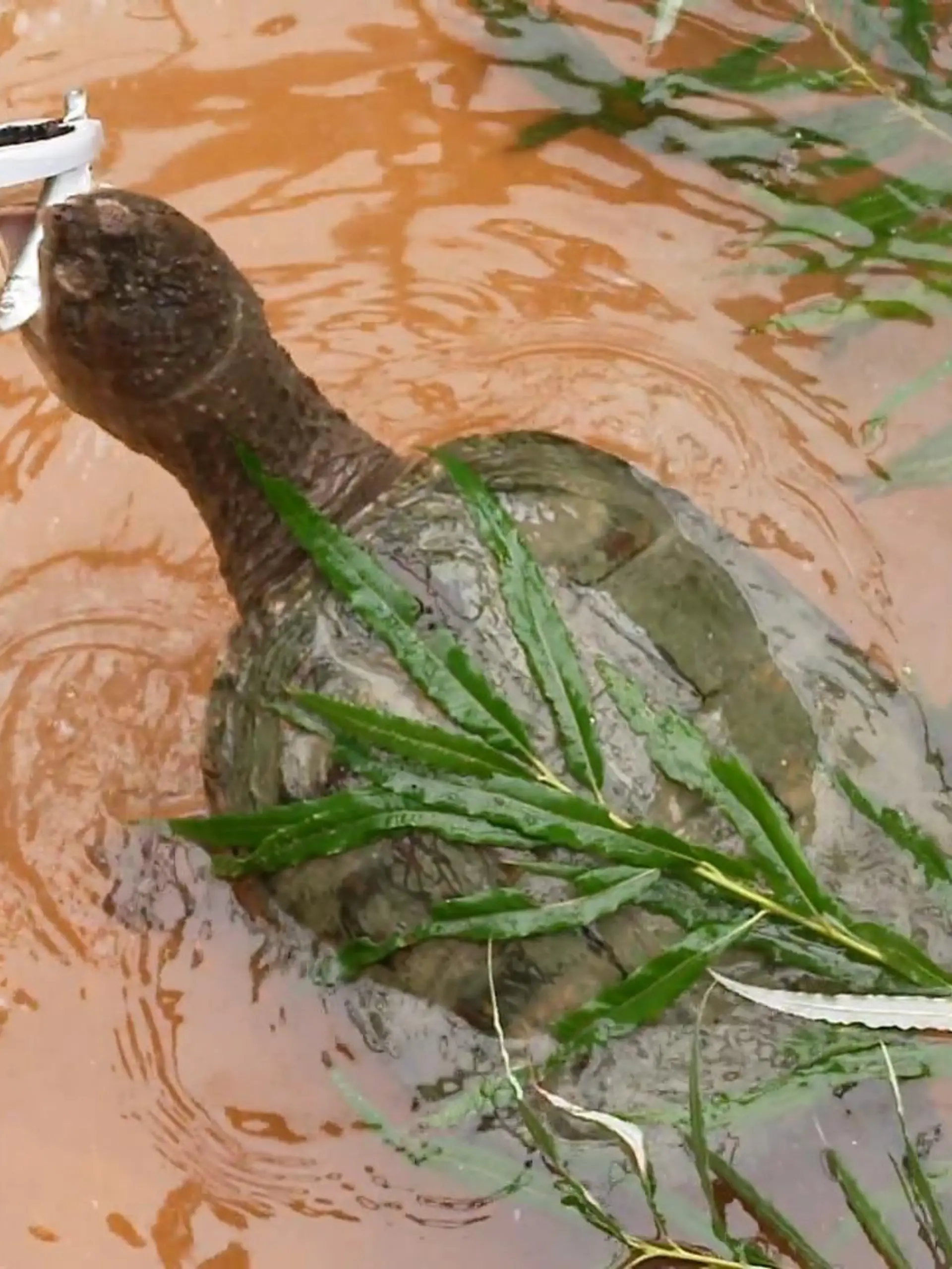 Bild zu: "Faszinierendes Reptil"