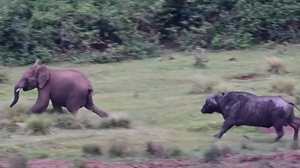 Baby-Elefant zeigt Büffel den Rüssel – und bereut es sofort! Da kann nur Mama helfen