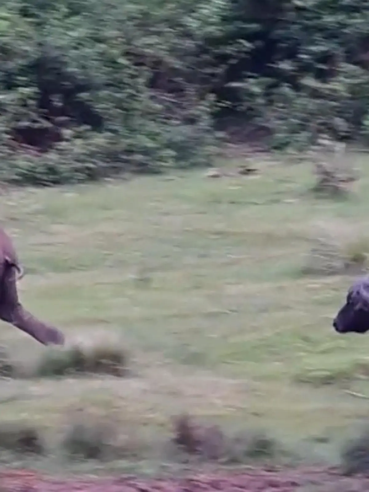 Bild zu: "Baby-Elefant zeigt Büffel den Rüssel – und bereut es sofort!"