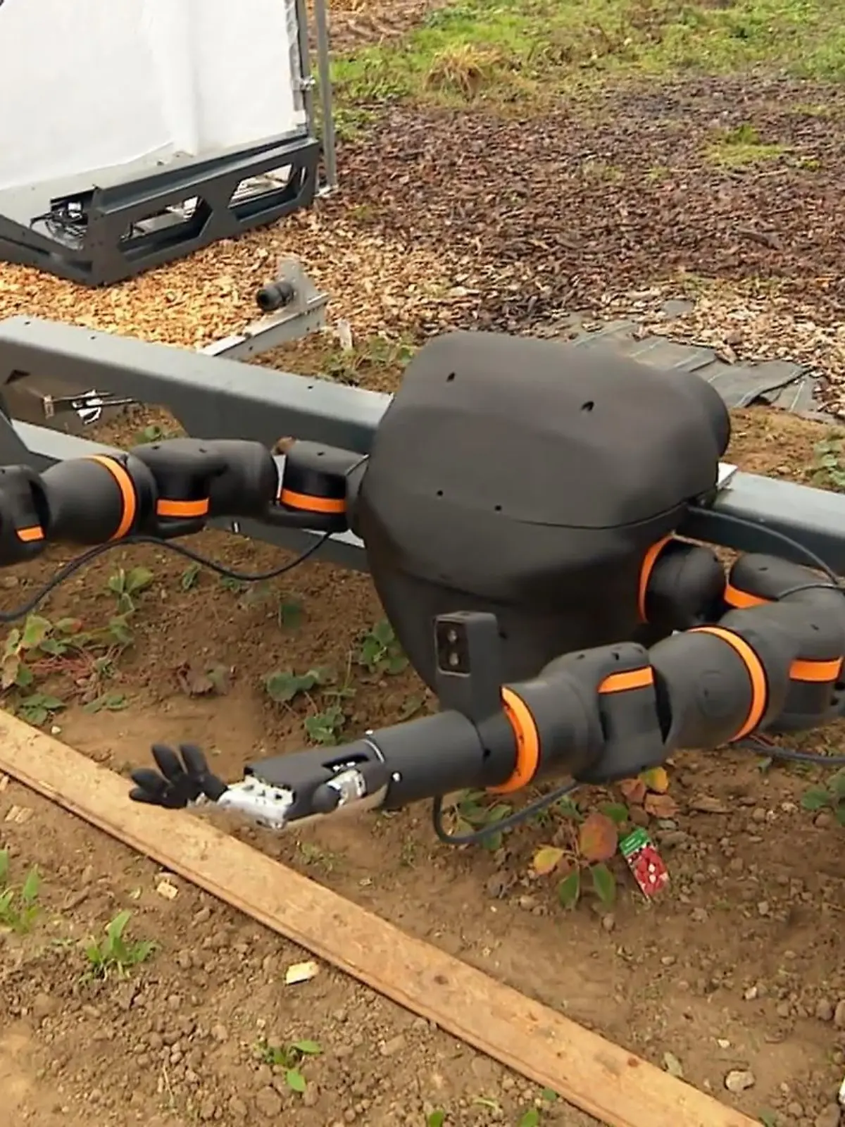 Bild zu: "KI in der Landwirtschaft"