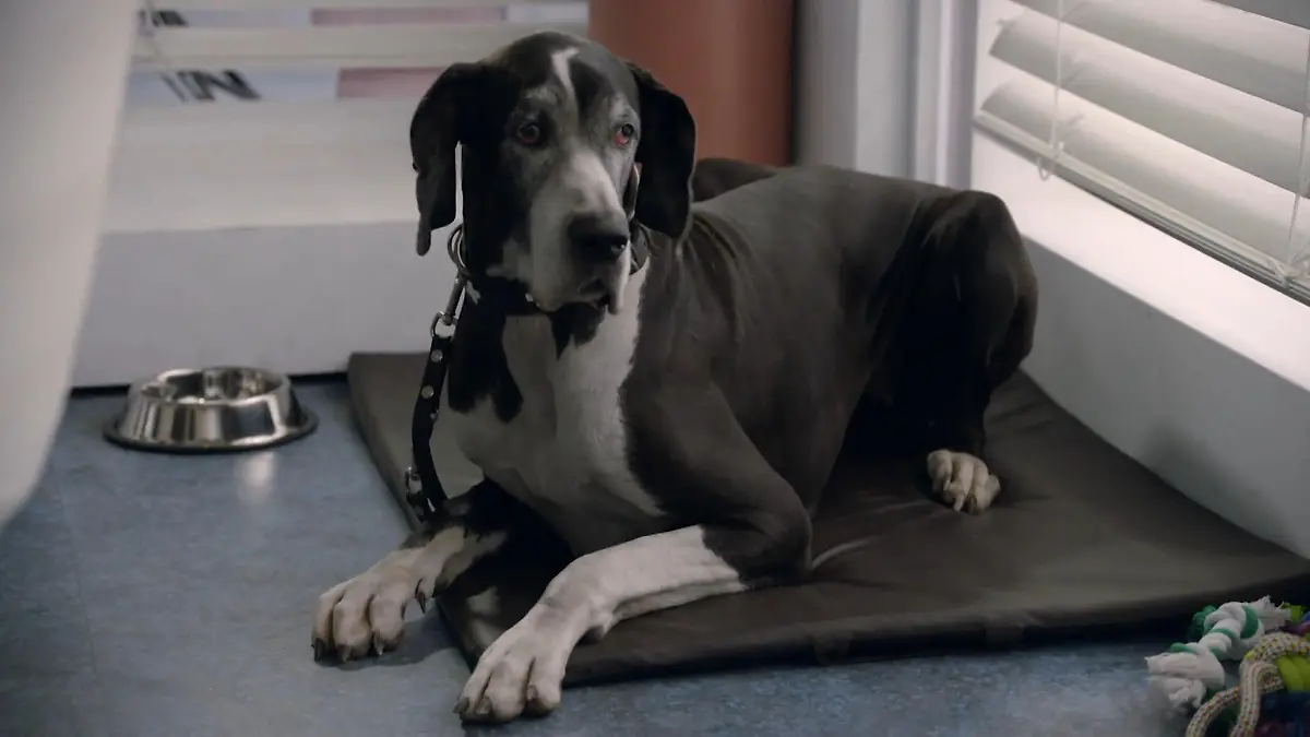 Ganz schön groß. Tolstoi wird gespielt von Hundedame Ebony. 