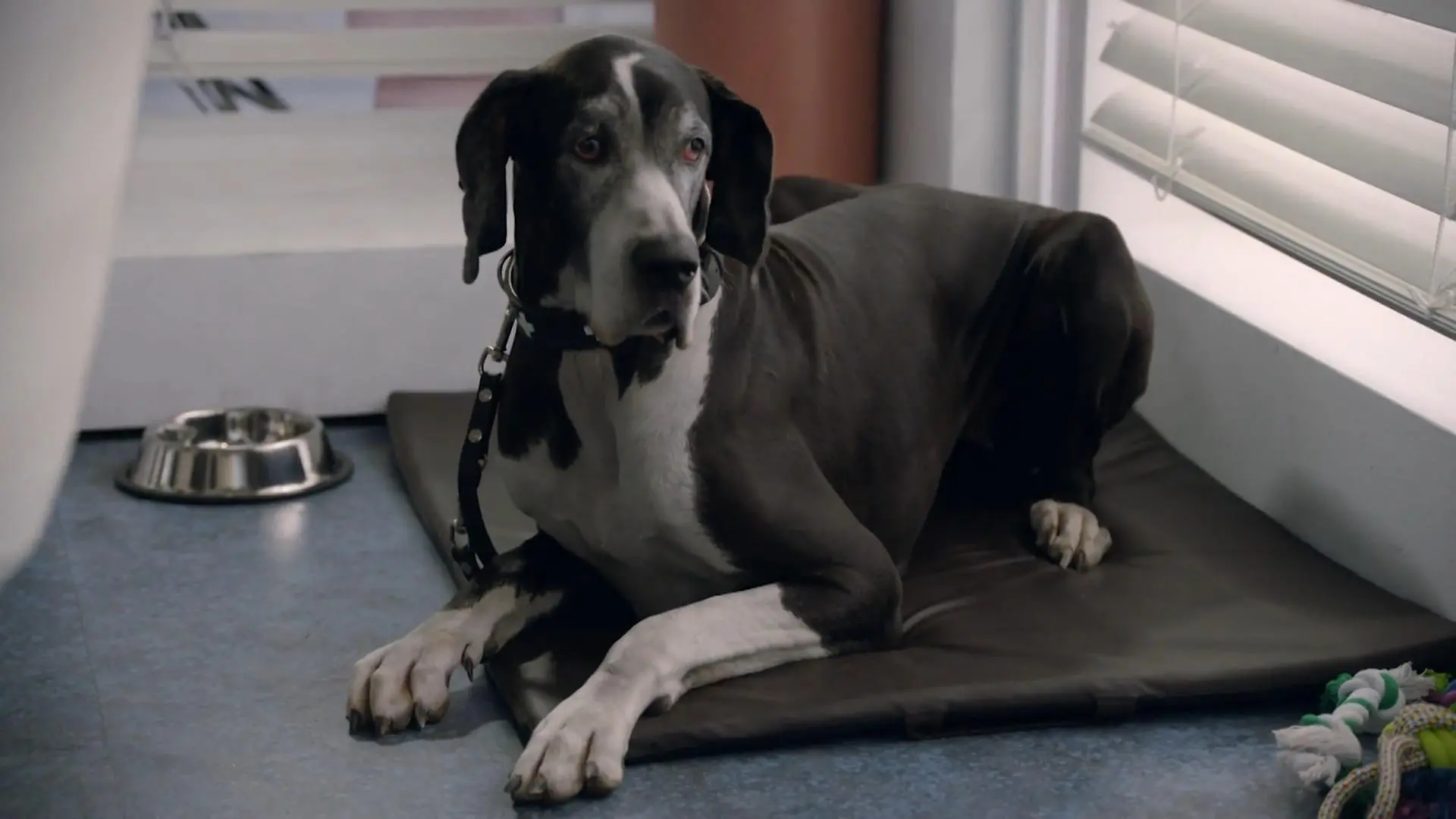 Ganz schön groß. Tolstoi wird gespielt von Hundedame Ebony. 