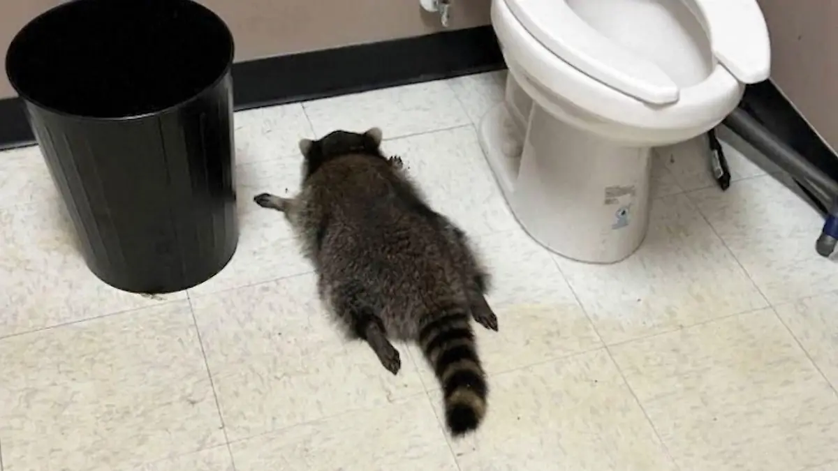 Seine Rauschnacht endet zwischen Eimer und Toilette Waschbär geht steil!