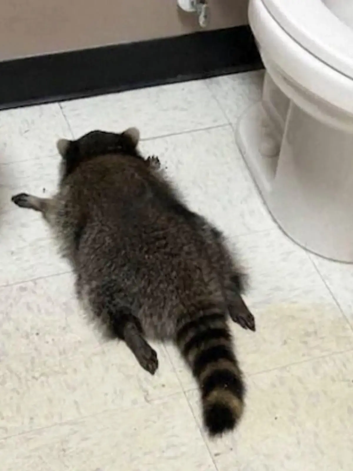 Bild zu: "König der Diebe – dieser „Schnapsbär” ist ein Serientäter"