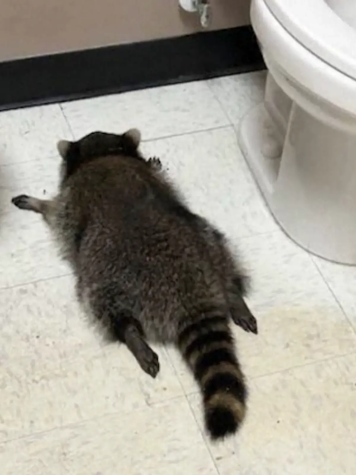 Bild zu: "König der Diebe – dieser „Schnapsbär” ist ein Serientäter"