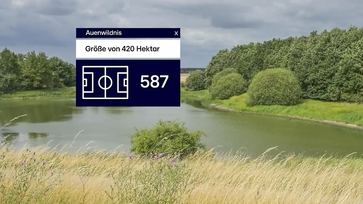 Beispiel Lenzen: Rückbau von Deichen schafft Lebensraum Win-Win für Klima und Biodiversität