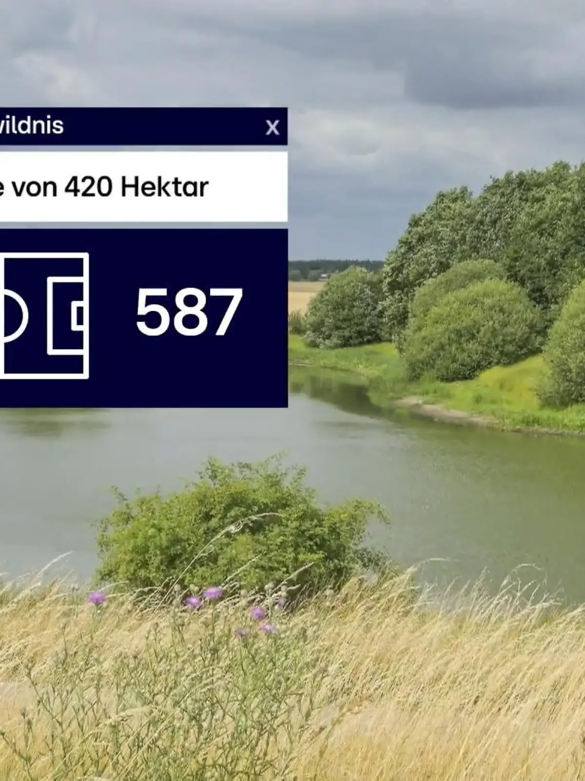 Bild zu: "Beispiel Lenzen: Rückbau von Deichen schafft Lebensraum"