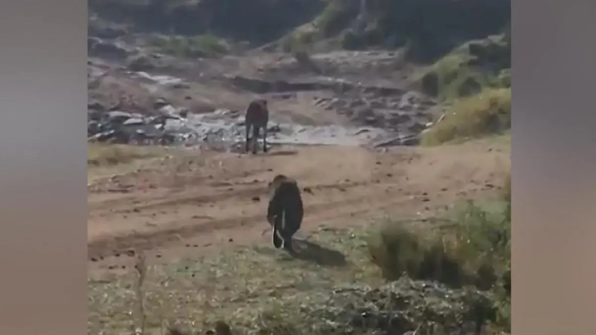 Attacke aus dem Hinterhalt! Leopard reißt Geparden zu Boden Pfoten weg von meiner Beute