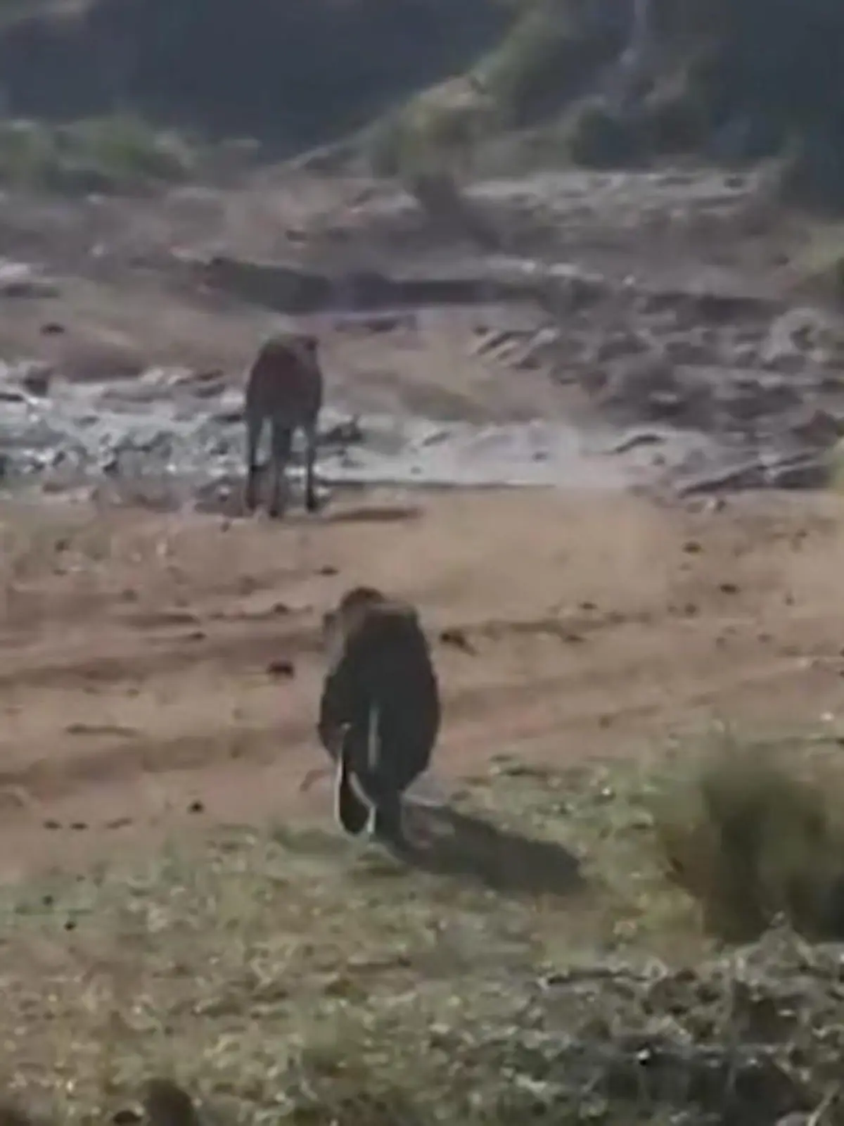 Bild zu: "Attacke aus dem Hinterhalt! Leopard reißt Geparden zu Boden"