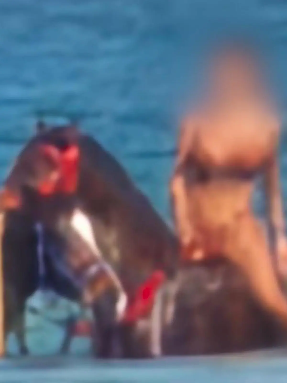 Bild zu: "Bei Reitausflug in Ägypten missbraucht?"