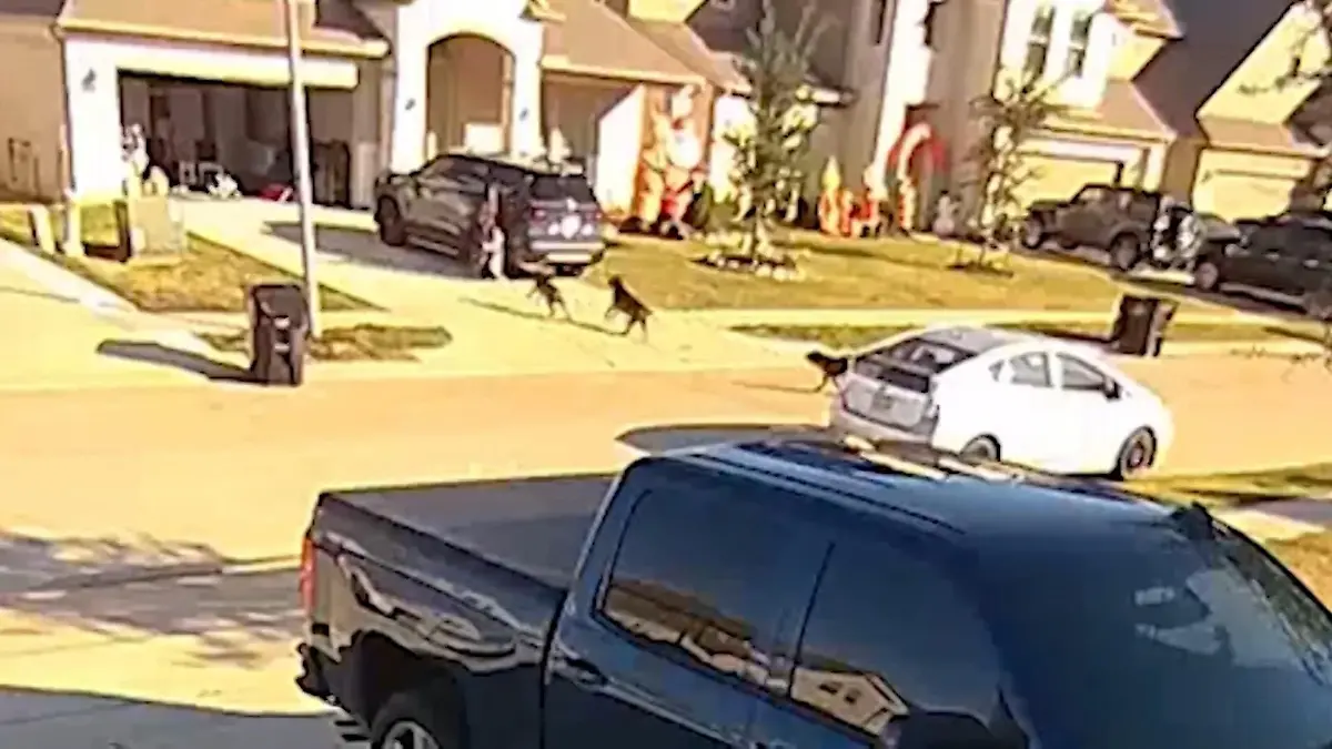Rettung-im-Video-Hunde-attackieren-junge-Mutter-und-ihr-Kleinkind-vor-ihrem-Haus-in-Texas