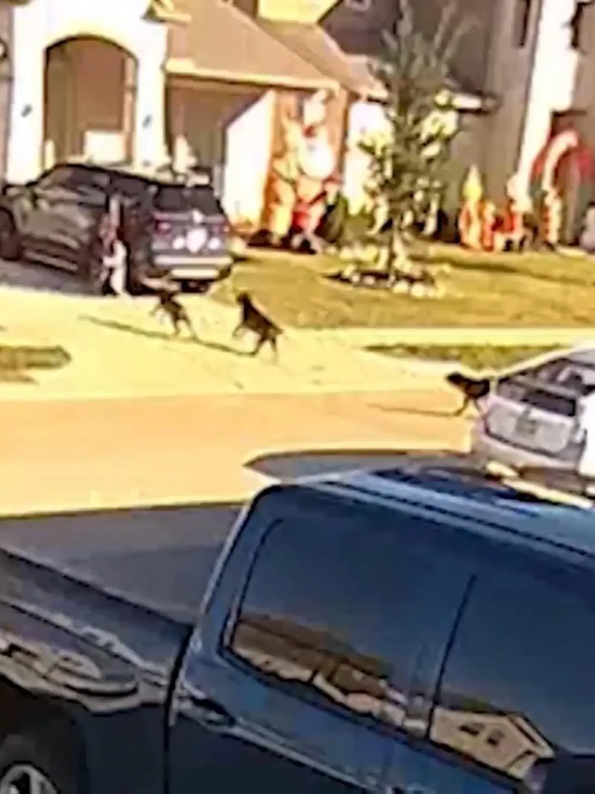 Bild zu: "Hunde im Blutrausch! Mutter rettet Sohn (2) vor brutalem Angriff "