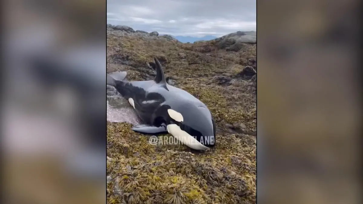 Gestrandter Orca gerettet Vor kanadischer Westküste