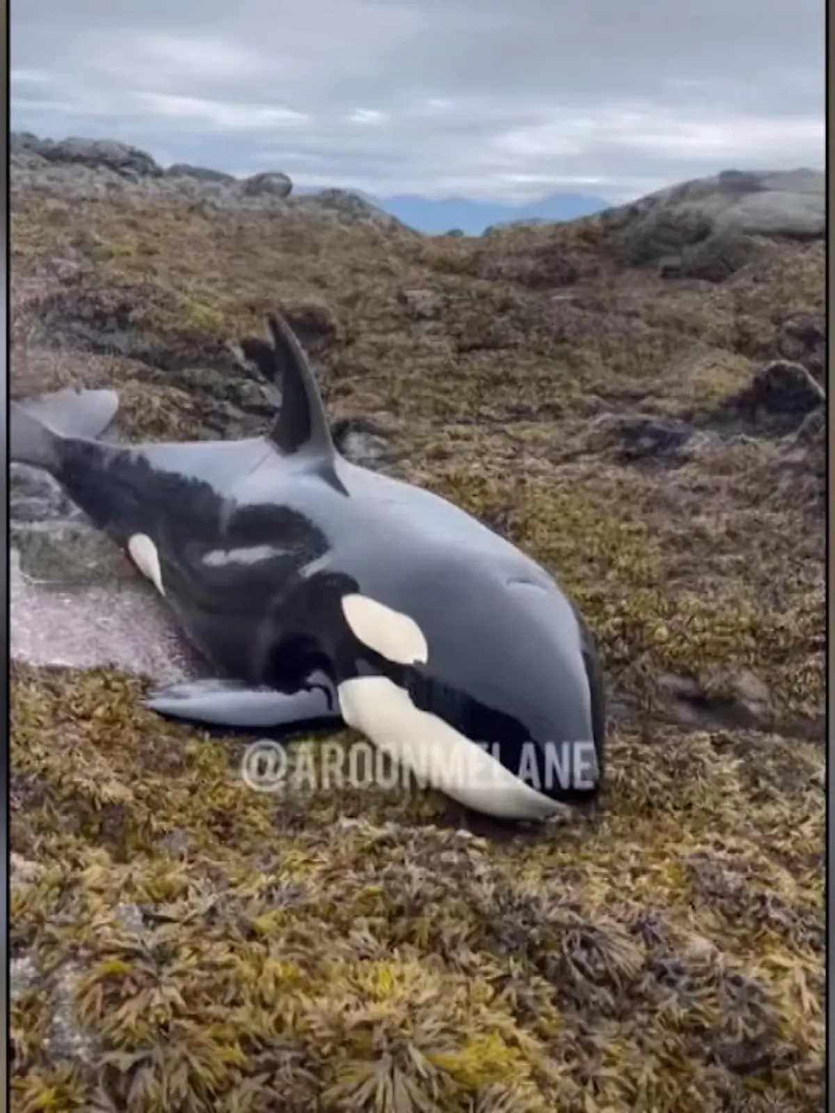 Bild zu: "Gestrandter Orca gerettet"
