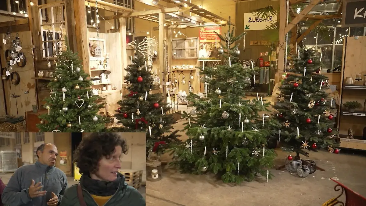 Der große Tannenbaum-Vergleich Echter Baum oder besser Plastik?