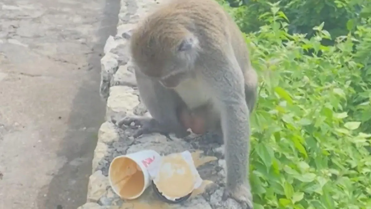 Autsch, meine Klöten! Affe verschüttet heißen Kaffee – und verbrüht sich Dreister Diebstahl wird direkt bestraft