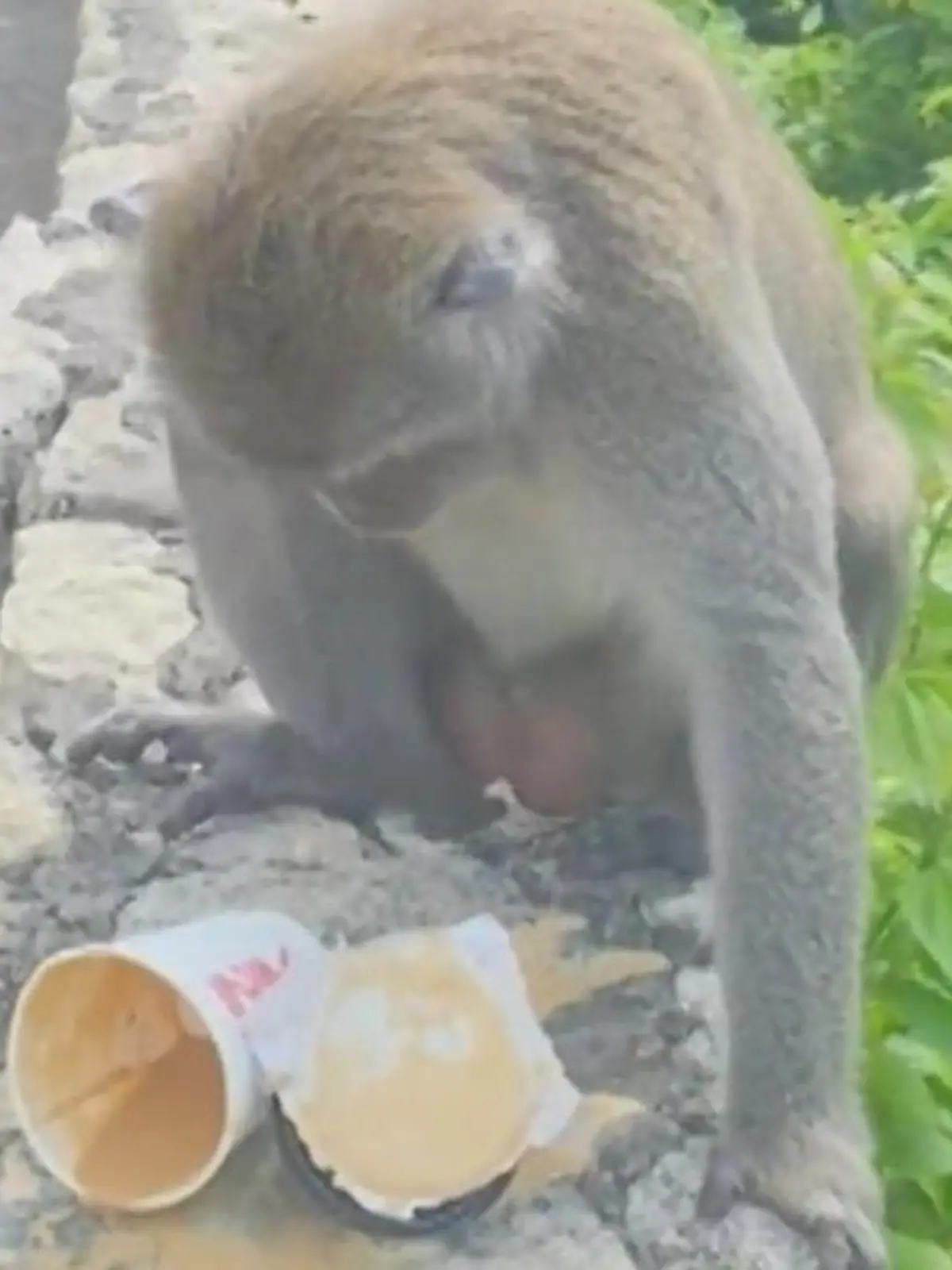 Autsch, ganz schön heiß! Affe verbrüht sich an Kaffee die Klöten