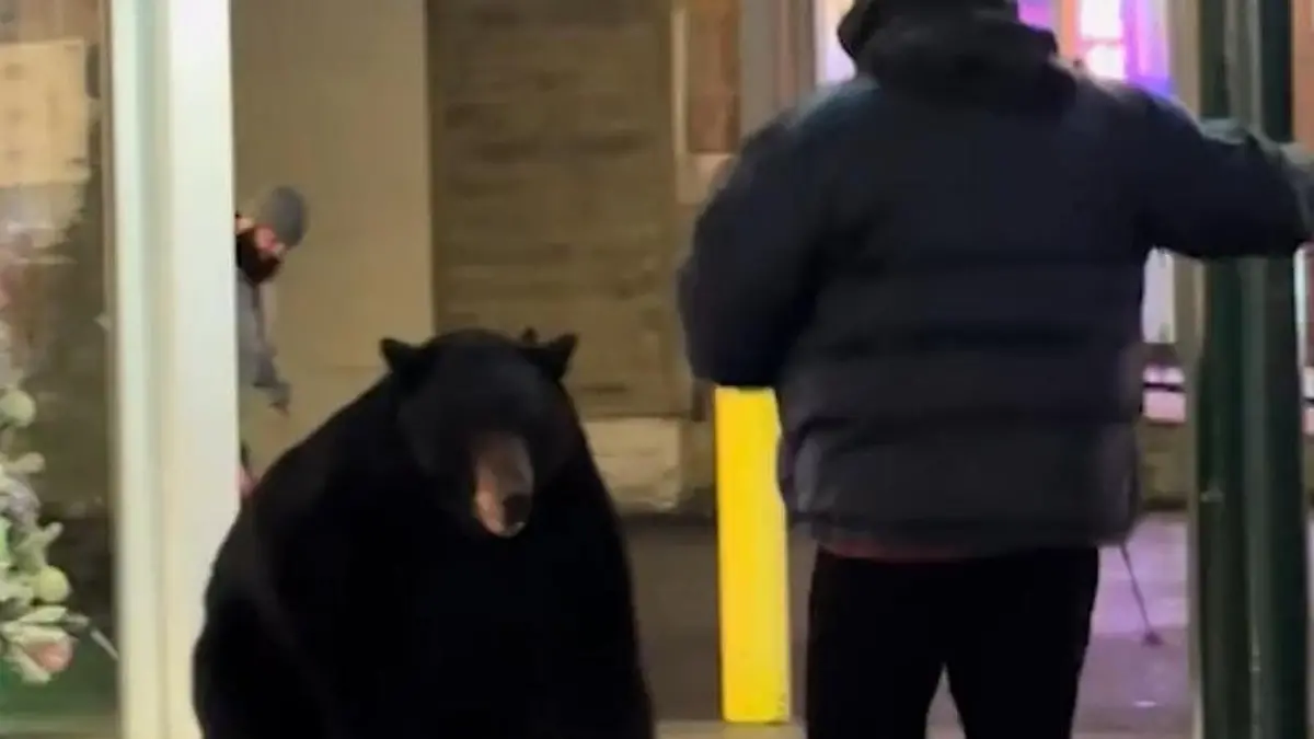 Bär streift durch Shopping-Meile! Mann kommt auf richtig dumme Idee Braucht der noch Weihnachtsgeschenke?