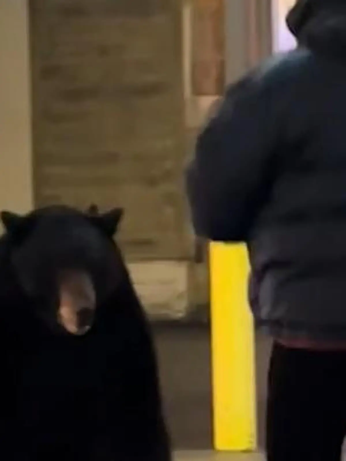 Bild zu: "Bär streift durch Shopping-Meile! Mann kommt auf richtig dumme Idee"