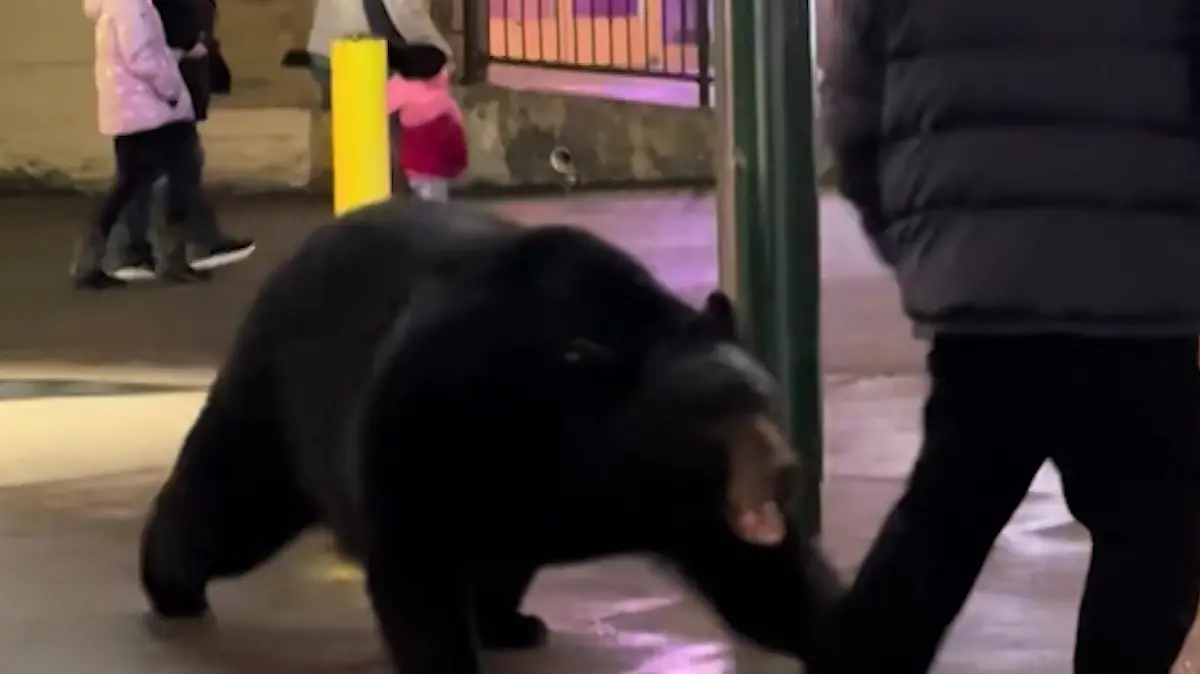 USA-B-r-streift-durch-Shopping-Meile-Mann-kommt-auf-richtig-dumme-Idee