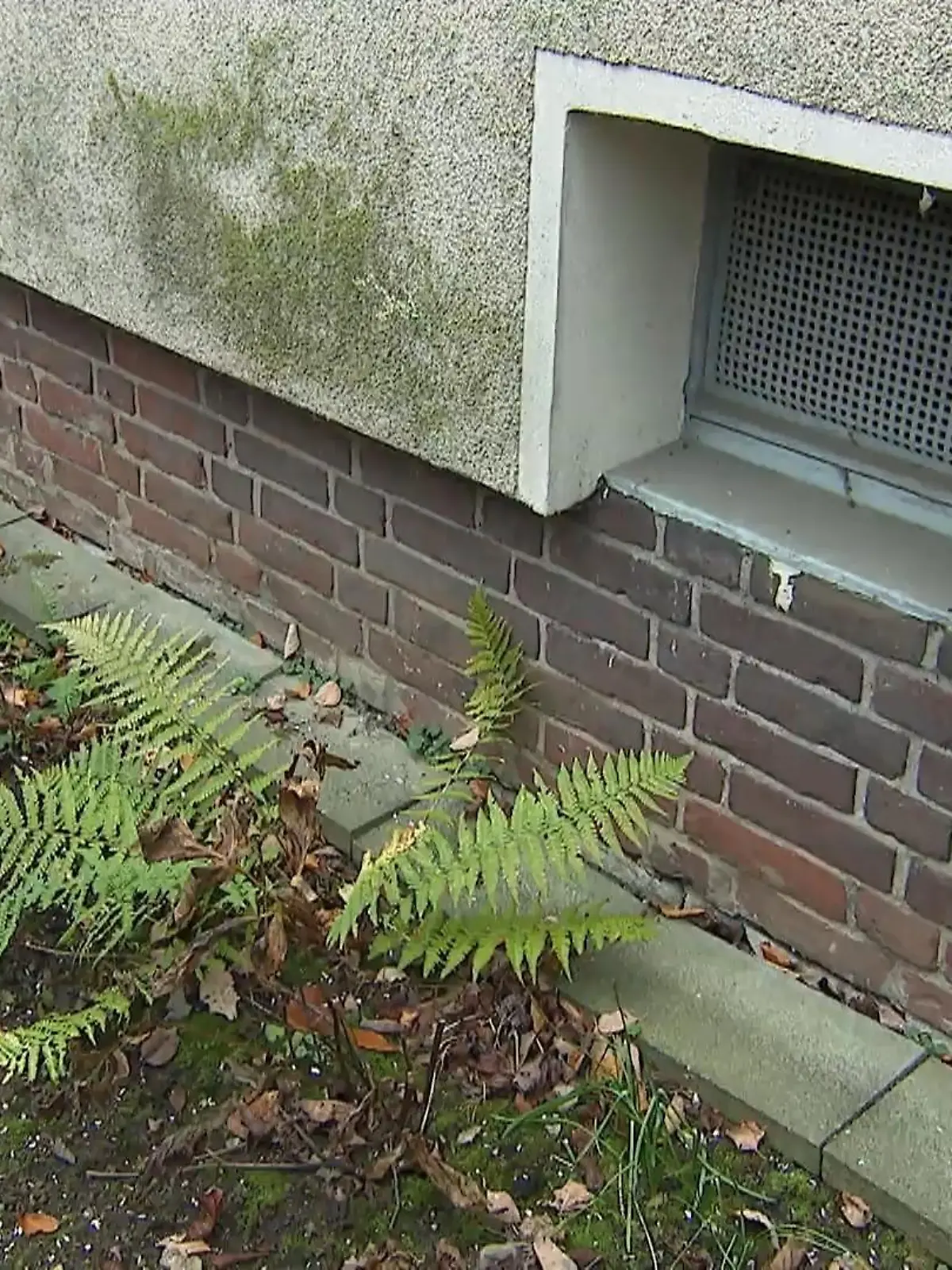 Bild zu: "Hilferuf im Beet"