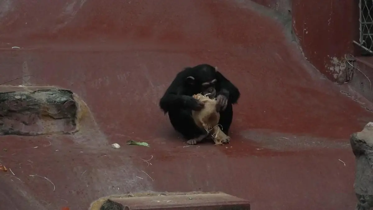 Weihnachten in der Zoom-Erlebniswelt Schöne Bescherung für Affen und Nager