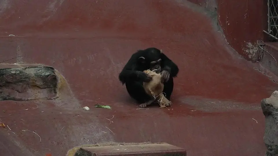 Weihnachten-in-der-Zoom-Erlebniswelt-Sch-ne-Bescherung-f-r-Affen-und-Nager