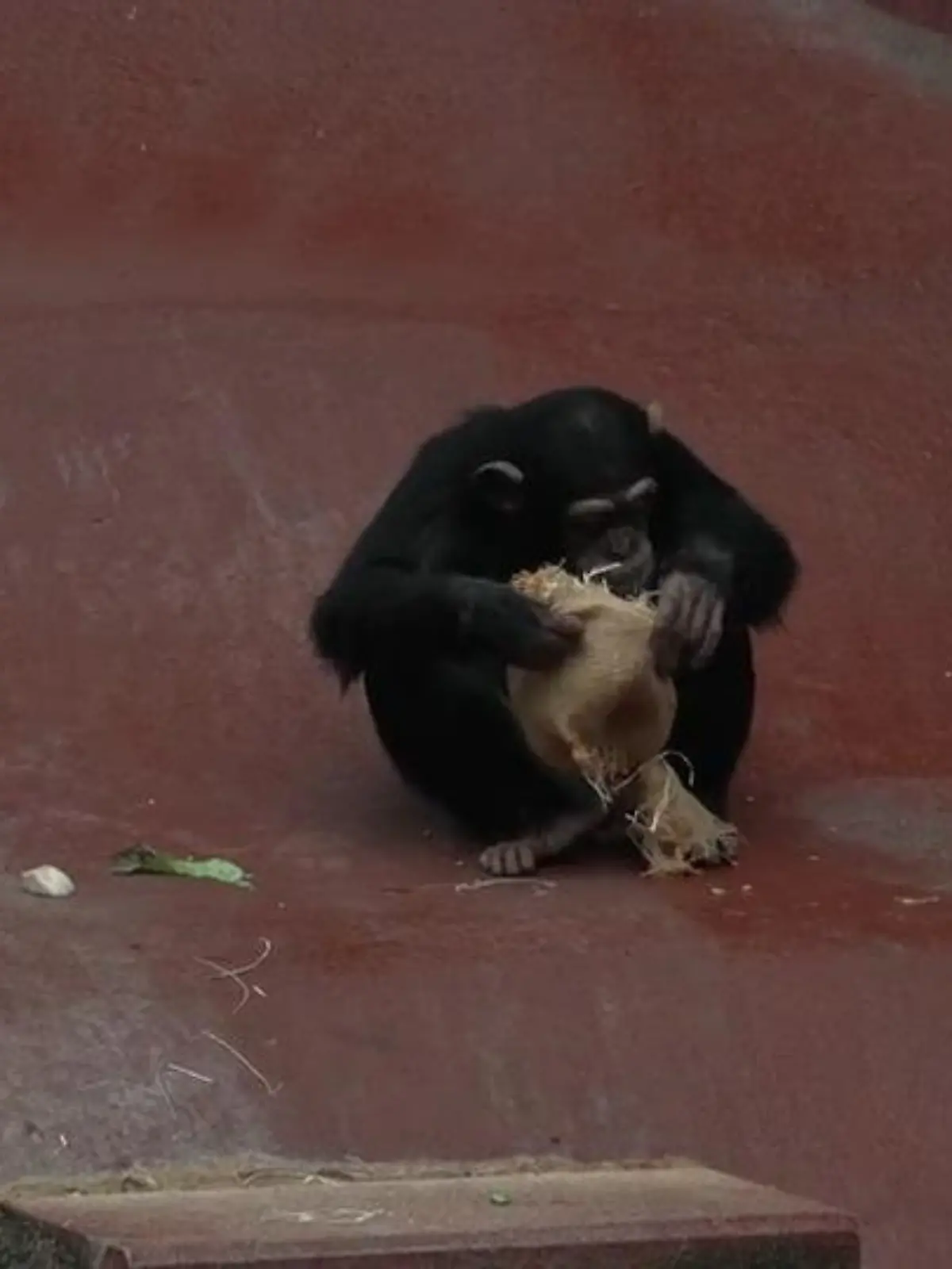 Bild zu: "Weihnachten in der Zoom-Erlebniswelt"